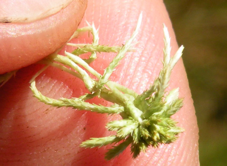 Muschio in prato umido 1